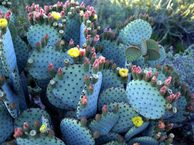 Beavertail Cactus, Desert Botanical Gardens