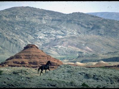 black and white pictures of horses running. Wild Mustang Horses Running