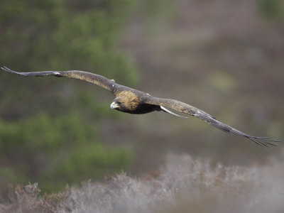 golden eagle wallpaper. Golden Eagle, Adult in Flight,