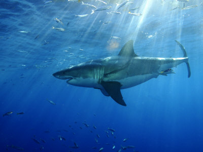 guadalupe island mexico. Guadalupe Island, Mexico