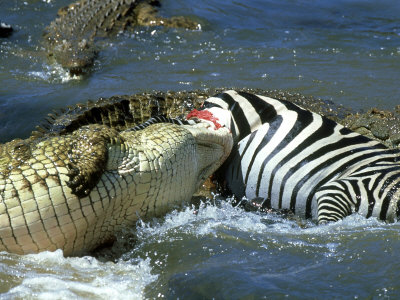 Nile Crocodile, Eating a Common Zebra, Masai Mara Photographic Print by 