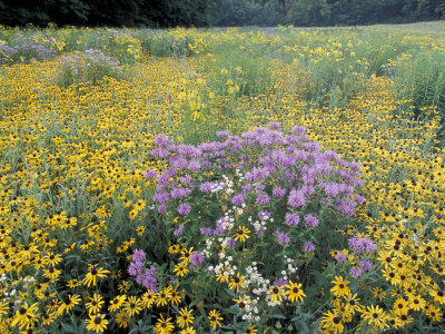 Wild Bergamot, Black Eyed Susans, Michigan, USA Stampa fotografica
