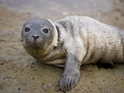 baby harbour seal