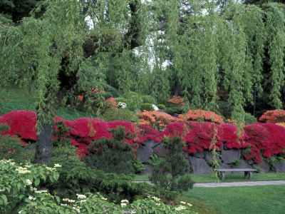 Japanese Garden Rhododendrons in Washington Park Arboretum, Seattle, Washington, USA Photographic Print