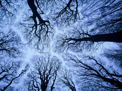 Pictures Of Germany In Winter. Winter View of Canopy,