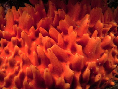 Pictures+of+Polymastia Pictures of Polymastia http://www.allposters.com.br/-sp/Detail-of ...