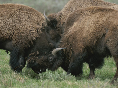 Bison Mating