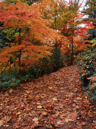 Fall In Seattle