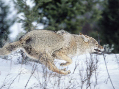http://cache2.allpostersimages.com/p/LRG/28/2811/ADJOD00Z/posters/franz-d-robert-coyote-running-in-snow-canis-latrans.jpg