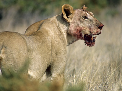 Lion With Blood