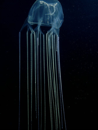 Wasp Jellyfish