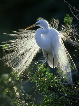 Pictures Of Great Egret - Free Great Egret pictures 