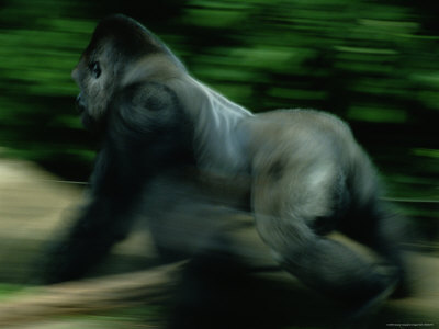 A Silverback Gorilla