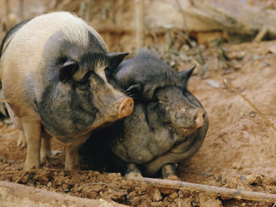 Domestic Pigs Photographic Print