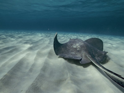 A Southern Stingray Swims Near the Ocean Bed Photographic Print