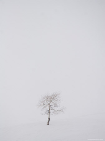 a-tree-stands-alone-against-the-storms-of-winter.jpg