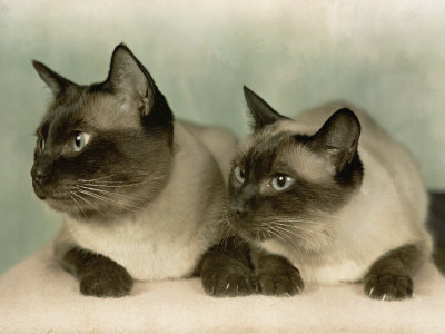 Siamese Cats Photographic Print at AllPosters.com