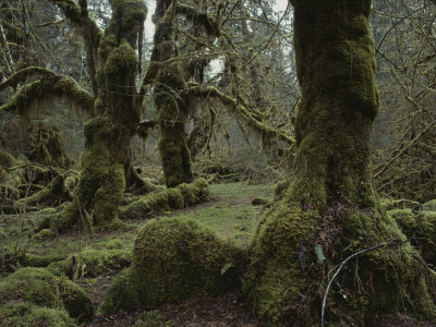 Moss Covered Forest