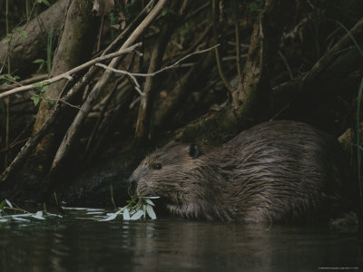 Beavers Building Dams