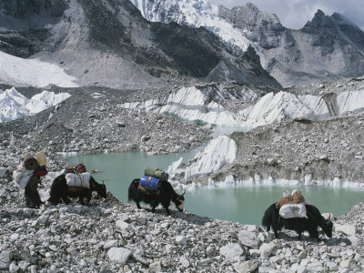 yak herders