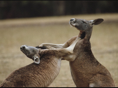 Male Red Kangaroos Sparring, Australia Photographic Print