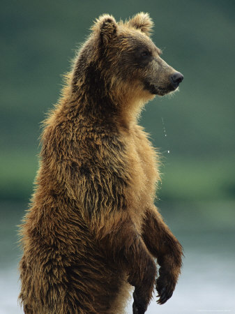 Bear Standing