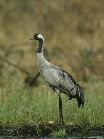 Common Crane