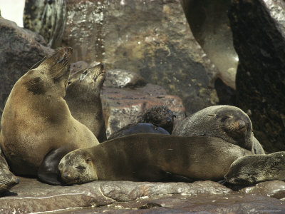 Seals Basking in the Sun