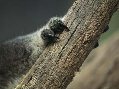 koala bears claws