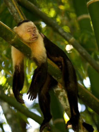 Cebus Monkey