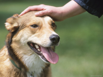 person-patting-dog.jpg