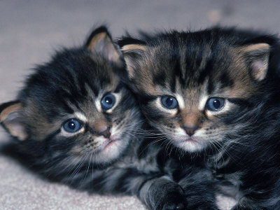 maine coon cat. Two Four-week-old Maine Coon