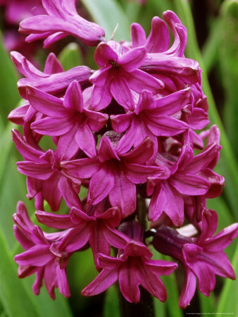 Flowers Hyacinth
