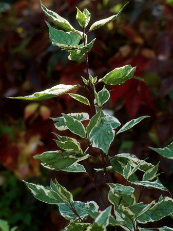 Silver+variegated