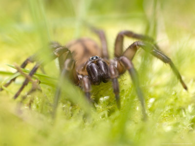 Nursery Web Spider in Grass, New Zealand Photographic Print