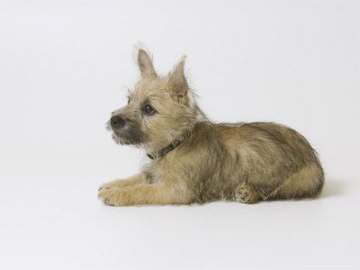 Cairn Terrier Puppy, 4 Months Old Photographic Print by David M. Dennis at 