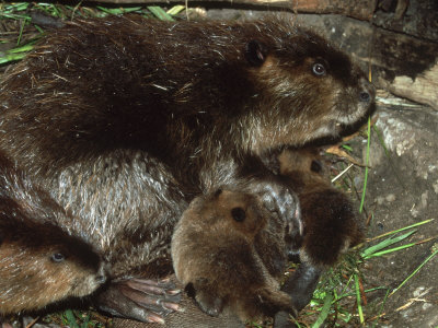 Canadian Beaver, Castor