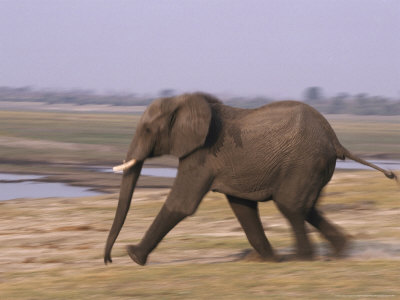 Running Elephant