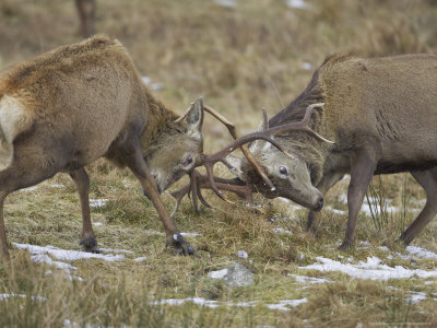 hamblin-mark-red-deer-stags-rutting-scotland.jpg