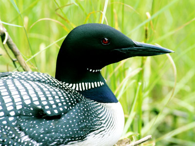 common loon feet. common loon nest.