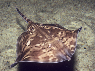 http://cache2.allpostersimages.com/p/LRG/29/2909/R4OPD00Z/posterler/kay-paul-thornback-ray-cumbria-uk.jpg