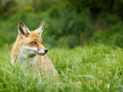 red fox sitting. Red Fox Sitting in Long Green