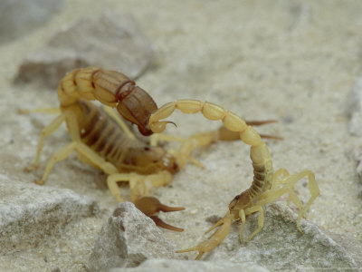 london-scientific-films-scorpion-androctonus-australis-and-buthus-occitanus