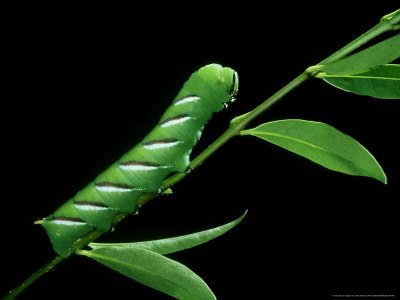 hawk moth larvae