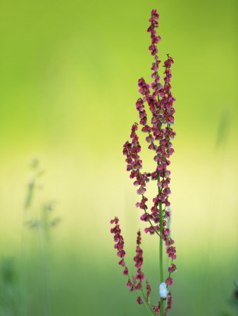 Dock Flower