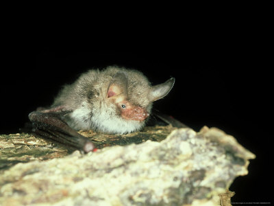 Natterers Bat