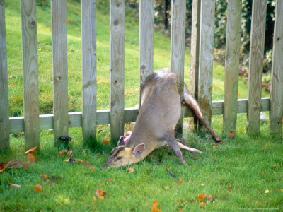  - stocker-les-muntjac-trapped-in-fence-uk