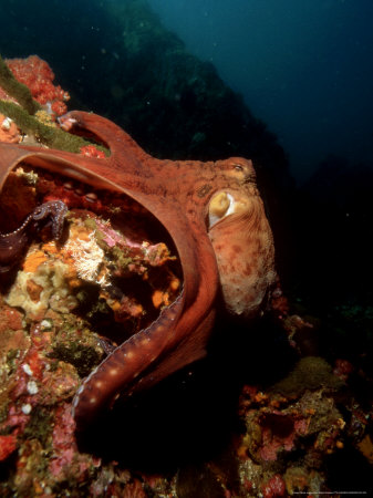 common. Common Octopus, Moving Over