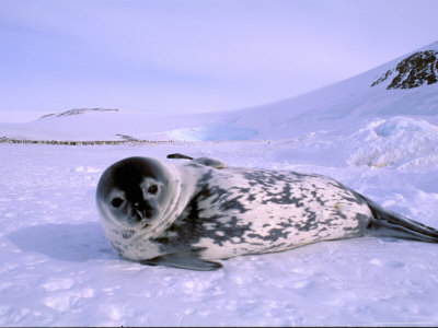 Antarctic Territory