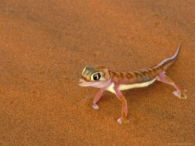 Namib Desert Animals